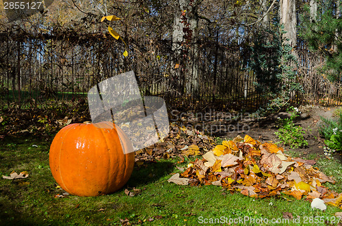 Image of pumpkin and pile dried leaves. Autumnal concept. 