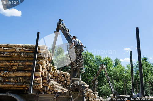 Image of Man load felled trees logs with crane to trailer 