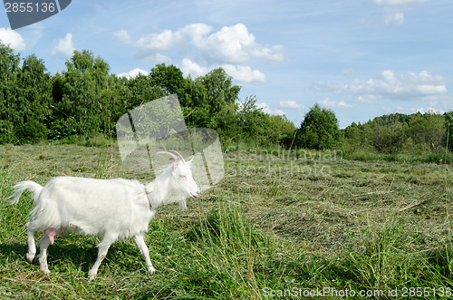 Image of meadow graze white goat nibble on grass 