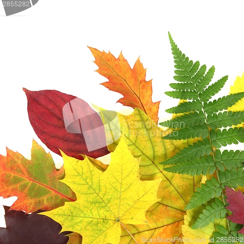 Image of Autumn leaves design