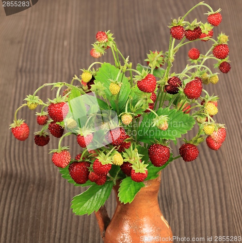 Image of Wild strawberry