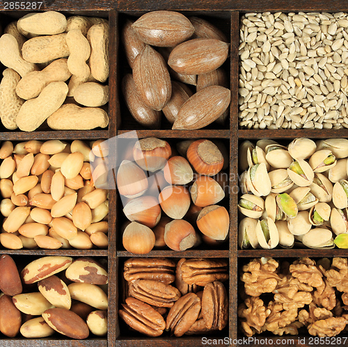 Image of Nut variety
