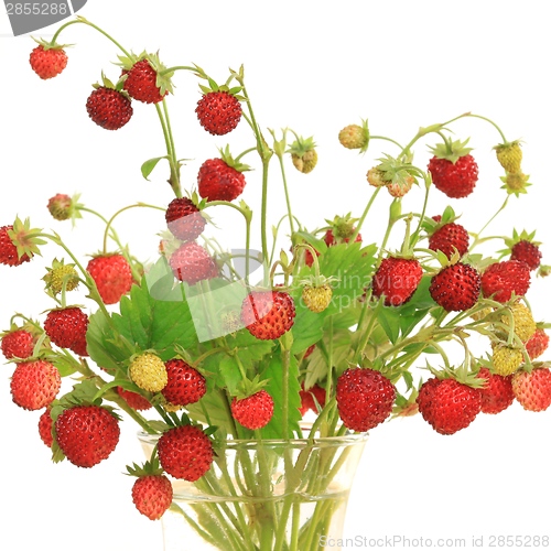 Image of Wild strawberry