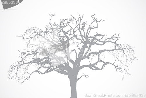 Image of Bare old dry dead tree silhouette without leaf - oak crown