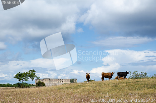 Image of Grazing cattle in front of an old castle ruin