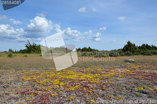 Image of Colourful summer view