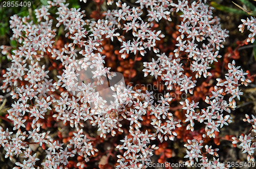 Image of Background of white stonecrop