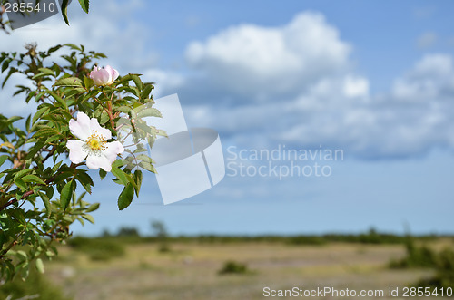 Image of Blossom wild hip rose 