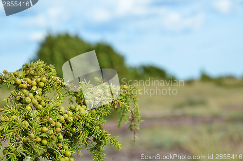 Image of Green juniper berries at a branch