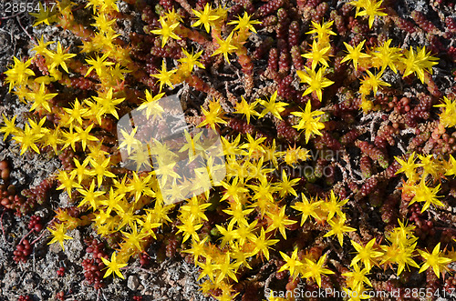 Image of Background of yellow mossy stonecrop