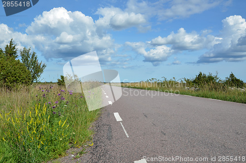 Image of Blossom road side at a summer meadow