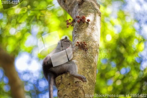 Image of Long-tailed Macaque Monkey