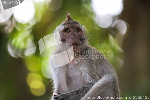 Image of Long-tailed Macaque Monkey