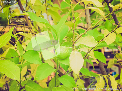 Image of Retro look Lemon picture