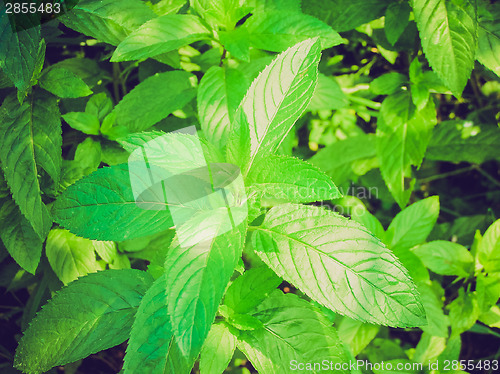 Image of Retro look Peppermint picture