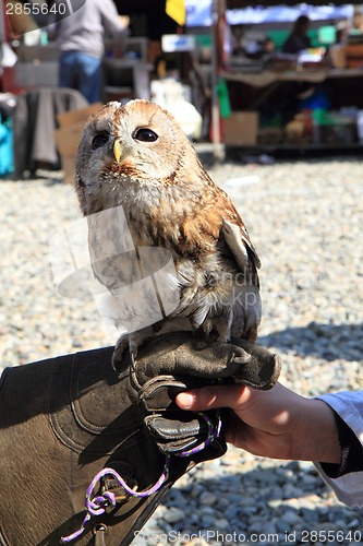 Image of owl in human hand 