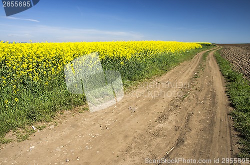 Image of Country road and rape field