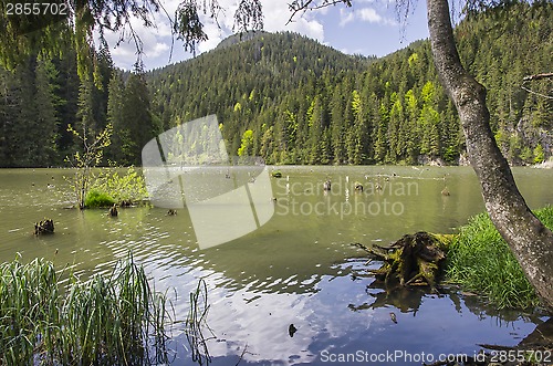 Image of Beautiful lake in forest