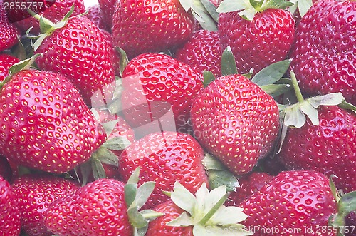 Image of Ripe strawberries