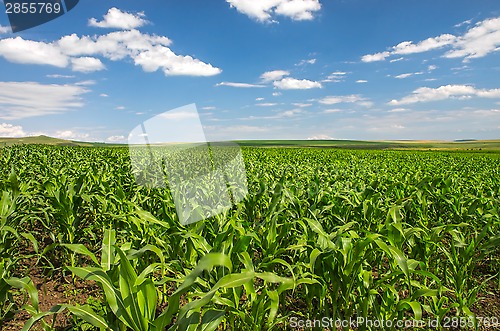 Image of Corn field