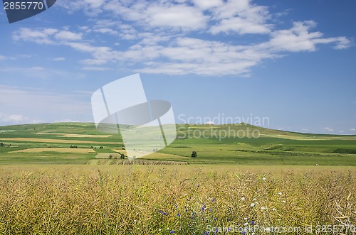 Image of Rape field at harvest