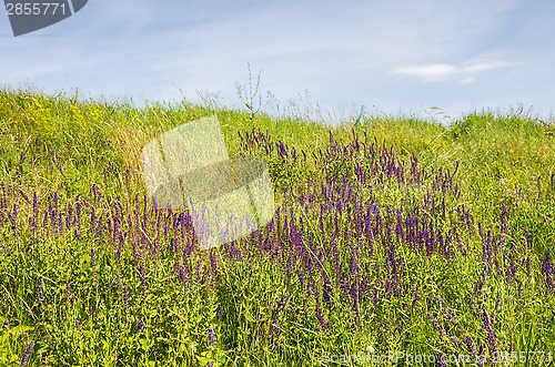 Image of Summer meadow