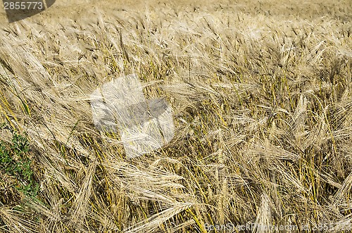 Image of Barley background