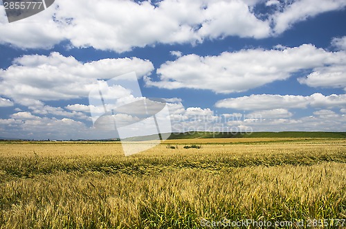 Image of Wheat field