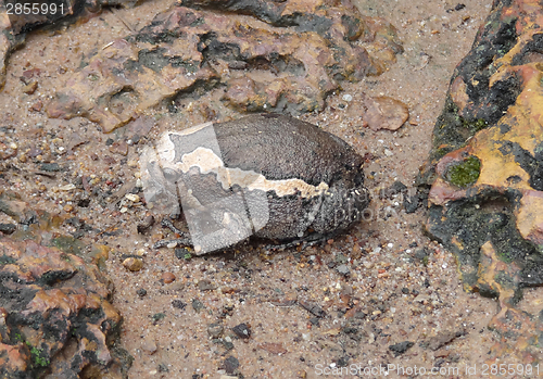 Image of indian bullfrog