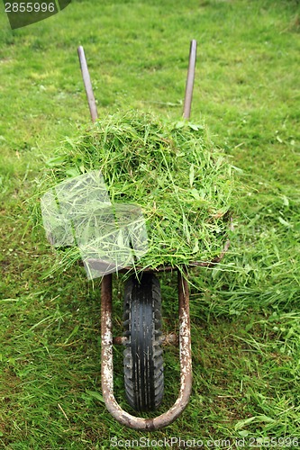 Image of wheelbarrow with fresh green grass 