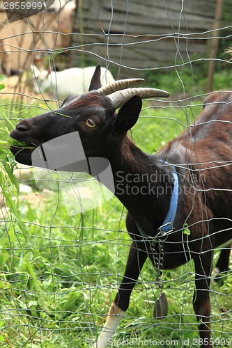 Image of black goat in the green grass 