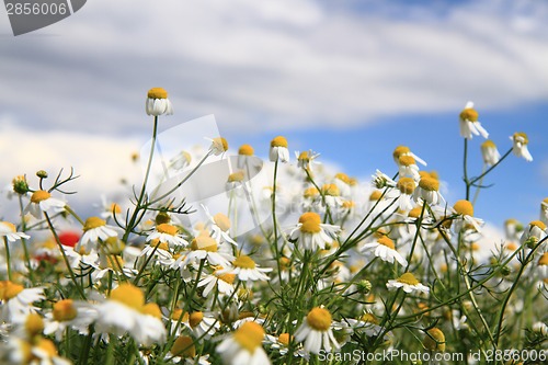 Image of chamomile field and blue sky 