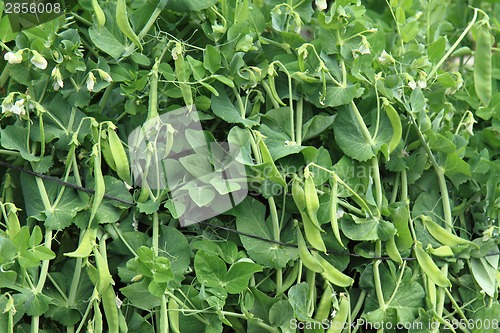 Image of pea plant background