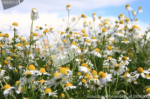 Image of chamomile field and blue sky 