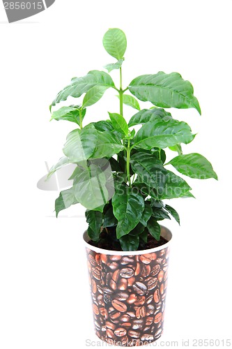 Image of coffee plant isolated