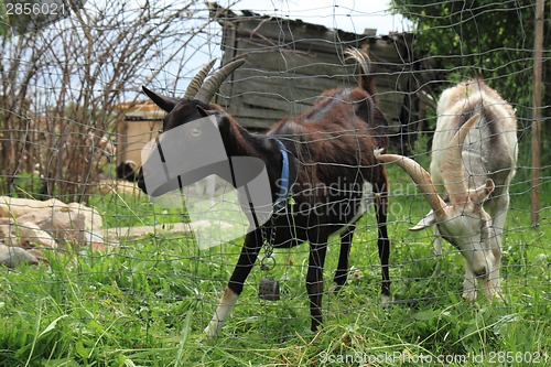 Image of goats in the green grass 