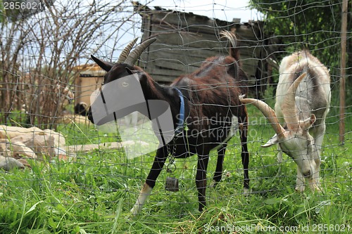 Image of goats in the green grass 