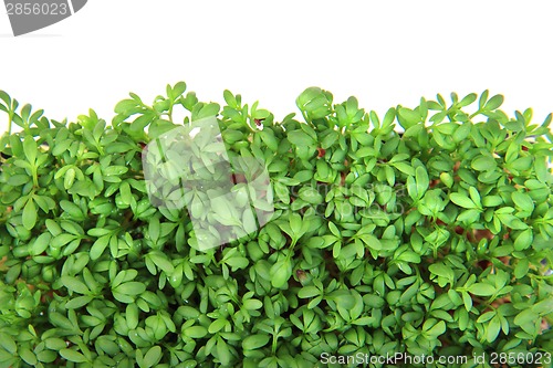 Image of watercress