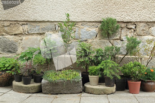 Image of set of bonsai plants and trees 