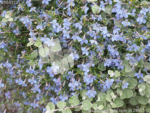 Image of Viola flower