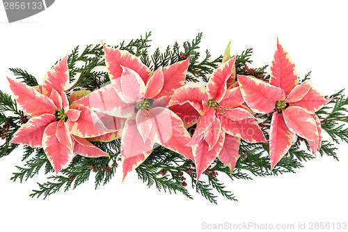 Image of Poinsettia Flower Display