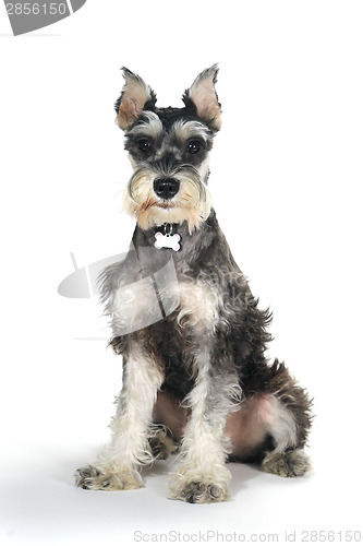 Image of Cute Miniature Schnauzer Puppy Dog on White Background