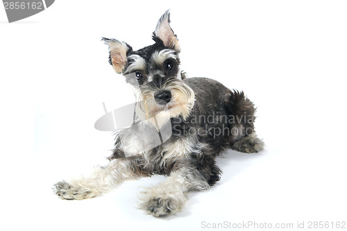 Image of Cute Miniature Schnauzer Puppy Dog on White Background