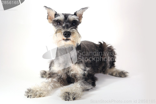 Image of Cute Miniature Schnauzer Puppy Dog on White Background