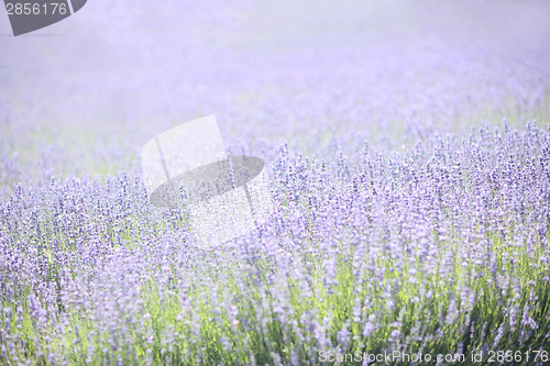 Image of Lavender Field With Purple and Green