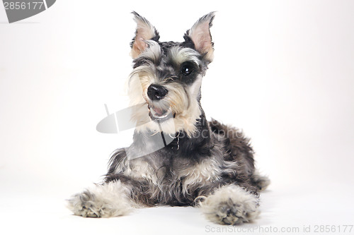 Image of Cute Miniature Schnauzer Puppy Dog on White Background