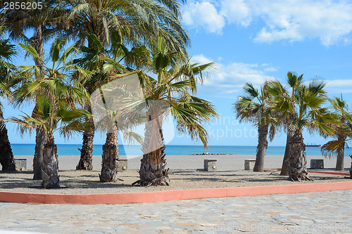Image of Empty european beach with palms