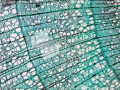 Image of Pine Wood micrograph