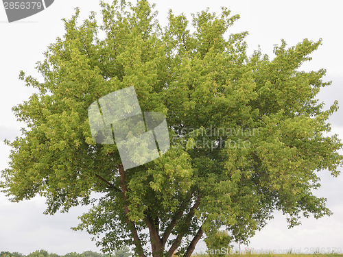 Image of Tree in a park