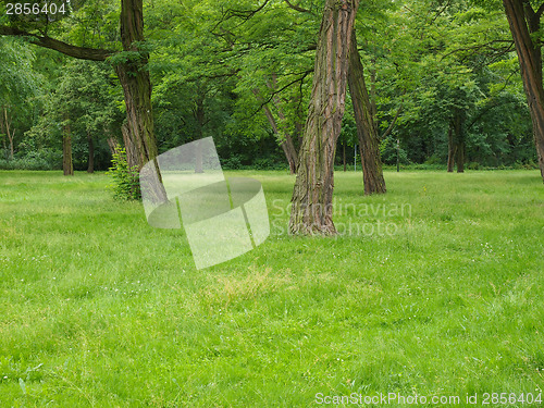 Image of Tree in a park